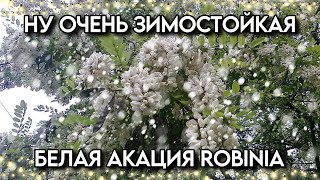 Белая акация морозостойкая Robinia pseudoacacia Саженцы семена в наличии [upl. by Mages]