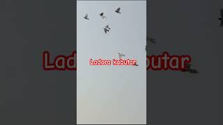 Ladora kabutar short videobird pigeonbird pigeon shock [upl. by Inad]