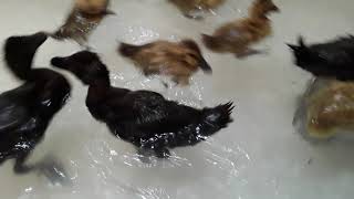 Cayuga and Golden 300 ducklings in the bathtube [upl. by Jegger]