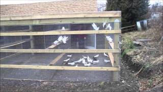 Macedonian Doneks Pigeon Coop Tour outside First video [upl. by Eilarol]