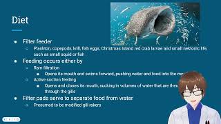 All you need to know about Whale Sharks [upl. by Chapel]