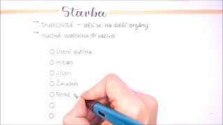 Trávicí soustava  stavba funkce [upl. by Jaquith299]