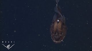 The anglerfish The original approach to deepsea fishing [upl. by Eadith148]