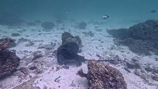 Scuba Diving  Oman  Three Sisters [upl. by Arised]