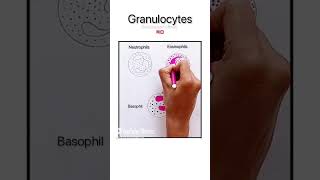 Granulocytes12biology biography [upl. by Zoi]