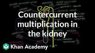 Countercurrent multiplication in the kidney  Renal system physiology  NCLEXRN  Khan Academy [upl. by Om]