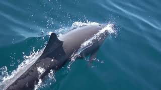 Seabirds and Dolphins off of Costa Ricas Pacific Coast [upl. by Aicen]