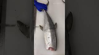 This is how I FILLET a grey mackerel fish filleting fish filletfish fishing [upl. by Retsek513]