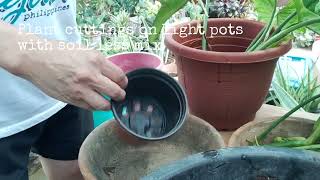 Plant cuttings Propagation time philodendron easytogrowplants plants [upl. by Cerelia]