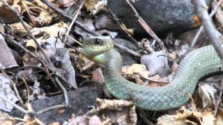 The snakes of Kamloops BC Canada [upl. by Niltag]