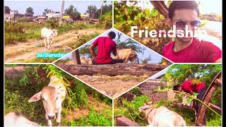 Friendship with 🐮 cows 🐄 in village  vedas and Upanishads [upl. by Aehsrop]