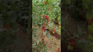 Tomates ISLA na Itaipu Rural Show [upl. by Enelyam]