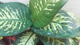 How to grow Dieffenbachia by cutting  Propagation of Dieffenbachia  16 April 2017 [upl. by Sadoc]