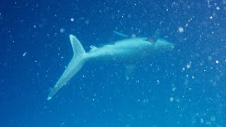 Dive video PNG 1998 [upl. by Lidda]