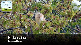 Rallenreiher Ardeola ralloides Squacco heron Thürer Wiesen Eifel Germany [upl. by Ahras]