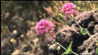 Documentario su Giacomo Leopardi 6 di 6 [upl. by Adnuhs]