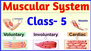 Muscular System  Class 5  Bones and Muscles  Skeletal System  Science [upl. by Kwasi]