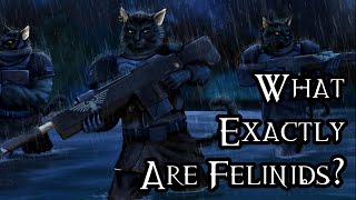 What Exactly Are Felinids  40K Theories [upl. by Ymer]