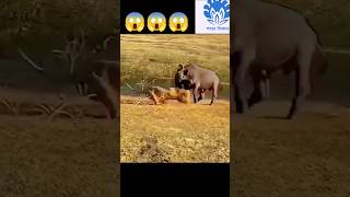 Strong buffalo fight back lion 😱😱  💥💥 Wonderful Animal Kingdom 84 💥💥 short trending shorts [upl. by Lexi]