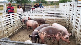 PORCOS DE QUALIDADE EM CUPIRAPE ALÉM DE CAPRINOS E OVINOS 13112024 nordeste [upl. by Lalat299]