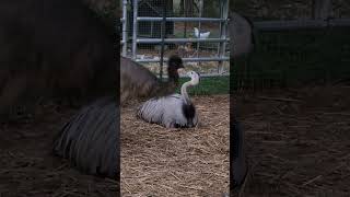 Greater Rhea and Emu with straight attitude 😂❤️ greater rhea emu [upl. by Heller]