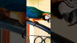 macaws parrot [upl. by Rodnas]