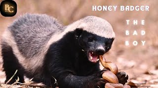 Honey Badgers Unleashed Inside the World of Honey Badgers Honey Badger vs Lion [upl. by Skcirdnek462]