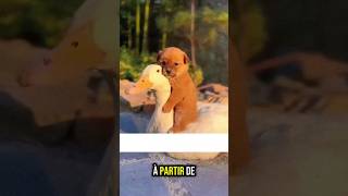 Le chiot et sa maman cane 🦢 animals cuteanimals canards [upl. by Enrobso]