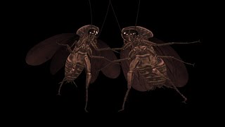 Two Creepy Cockroaches  Dancing Duet Loop [upl. by Melessa]