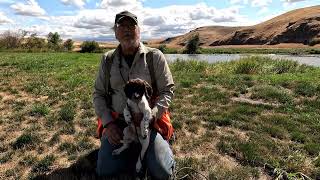 10 Week Old Springer Spaniel Short Lead Retrieving on Live Birds [upl. by Etnahs]