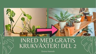 Stickling Aloe Vera och Inreda sitt hem med gratis krukväxter Del 2 [upl. by Marden]