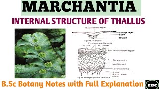 MARCHANTIA  Internal Structure of Marchantia Thallus  BSc Botany Notes with Full Explanation [upl. by Dinsdale257]