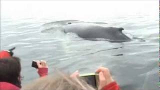 Les baleines à Tadoussac 2wmv [upl. by Lee532]