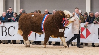 Simmental Judging at Stirling Bull Sales February 19th 2017 [upl. by Eiuol528]