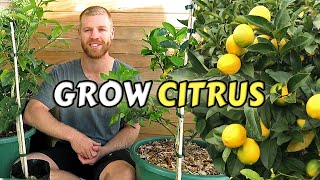 Guide To Planting Citrus Trees At Home  Lemon Lime Kumquat amp Calamondin [upl. by Brebner889]