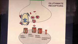 AMINOACIDOS EXCITATORIOS GLUTAMATO Y GLICINA [upl. by Kern513]