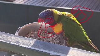 Worlds Toughest RAINBOW LORIKEET🌈🦜💪🏼💥🤕🚑😆 [upl. by Paulina224]