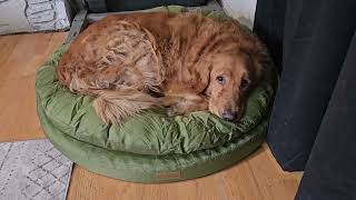 ClevaHome Orthopedic Dog Bed for Large Dogs [upl. by Glynias203]