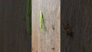 Praying Mantis Ambushes Japanese Honeybee at Hive Entrance [upl. by Sahcnip704]