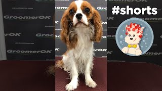 Cavalier King Charles Spaniel Groom [upl. by Ynatsed]