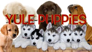 Why Yule Puppies Are Better Than A Yule Log [upl. by Aminta]