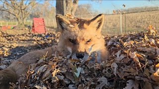 Finnegan Fox plays in the leaves on the trampoline [upl. by Ettenav]