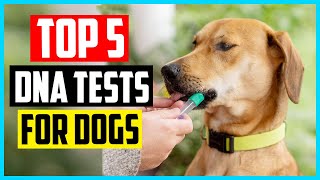 ✅ The 5 Best DNA Tests for Dogs of 2024 [upl. by Ynoble]