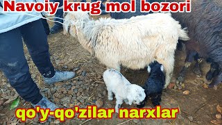 Peshko tuman navoiy krug mol bozori qoyqozilar narxlari 17mart 2024 [upl. by Enitsuj]