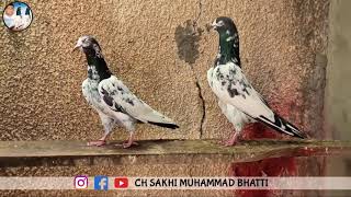 Pakistani Pigeons  Teddy Kabootar  Ch Sakhi Muhammad Bhatti Pigeons [upl. by Imuy]