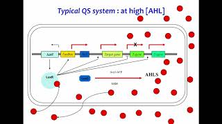 Introductory lecture  Quorum Sensing in PlantAssociated Bacteria [upl. by Blinny373]