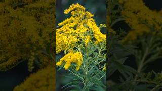 Golden Rod A Beautiful Beneficial Wildflower [upl. by Ynnor]