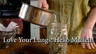 Love Your Lungs How To Make a Potent Mullein Infusion [upl. by Darom]