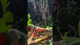 Coins inside banana tree  experiment gone wrong  magic shorts coin [upl. by Niveb658]