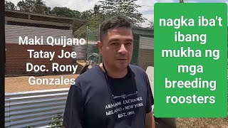 EP570 mukha ng mga breeding roosters ni Maki Quijano Tatay Joe at Doc Rony Gonzales [upl. by Gnep]